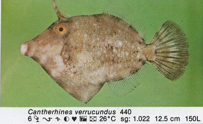 Cantherhines verrucundus